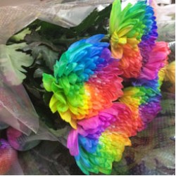 Rainbow Chrysanthemums